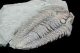 , Prone Flexicalymene Trilobite - Ohio #76371-3